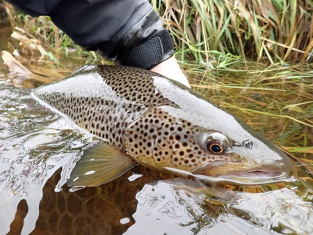 A nice fish from the Eden