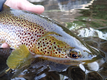 A nice fish from the Eamont