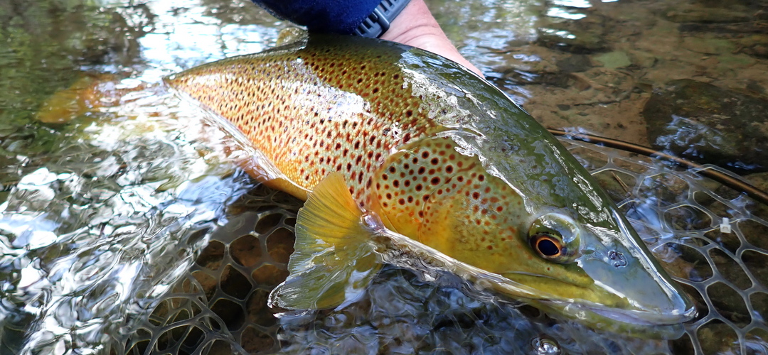 A nice fish from PAA waters